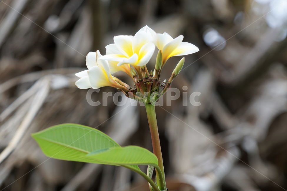 꽃,하얀꽃,yellow,자연,식물,flower,nature,외국자연풍경,world,green,초록,감성,예쁨,white,식물,자연,plants,nature,꽃,flower