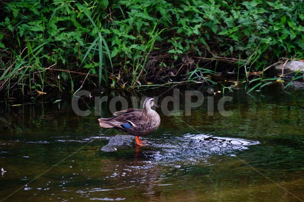 오리,새,조류,동물,bird,animal,duck,자연,nature,풍경,landscape,물,water,강,시냇물,river,여름,summer,물가,습지,식물,수풀,이파리,하천,귀엽다,귀여운,귀염둥이,예쁜,예쁘다,이쁜,이쁘다,감성,감성사진,힐링,힐링사진,cute,pretty,경기도,흐르는물,계곡,한국의자연,한국풍경,동물,animal,조류,새,birds