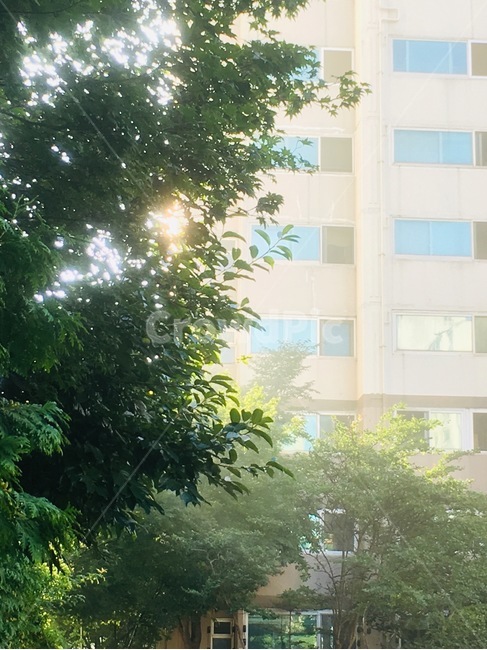 나무,빛,일상,힐링,아침햇살,아침,도시,풍경,city,landscape,light,flare,플레어,vegetation,초목,plant,식물
