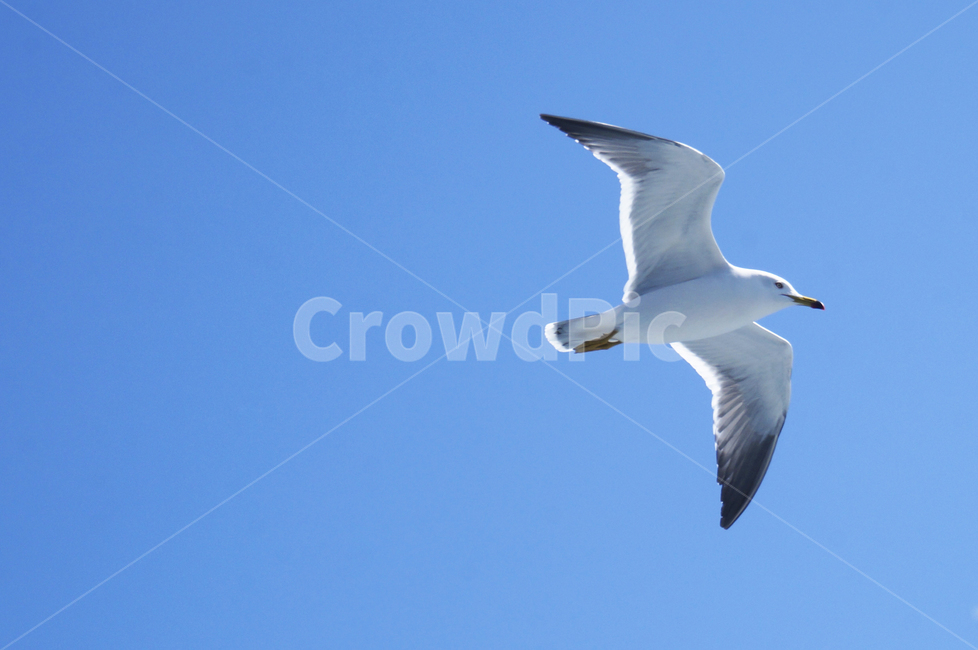 하늘,갈매기,비행,sky,commongull,laruscanus,seagull,gull,동물,animal,조류,새,birds