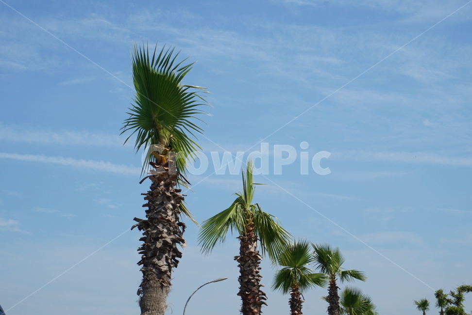 나무,하늘,tree,sky,풍경