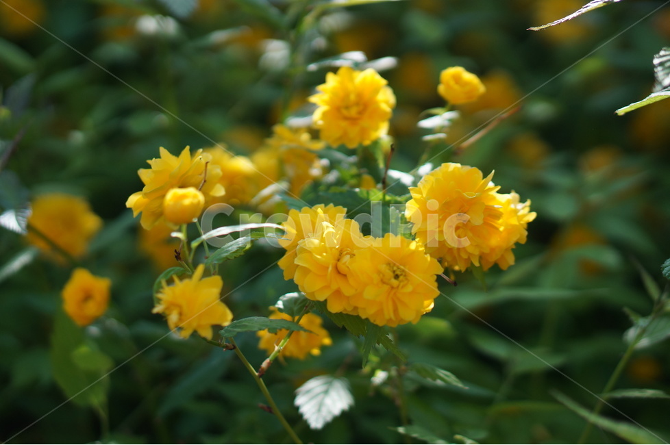 황매화,노랑,봄,빛,겹겹,봄,계절,spring,season,식물,자연,plants,nature,꽃,flower,plant