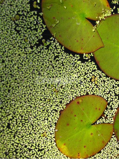 개구리밥,fish,수련,부레옥잠,plant,식물,green,초록,수생식물,자연