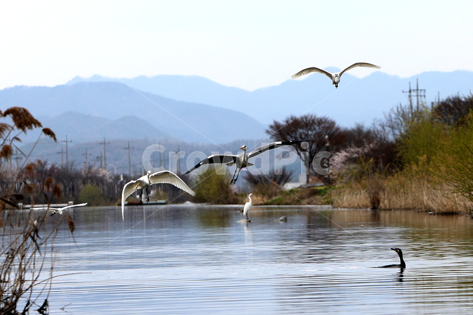 조류,bird,새,야생조류,오리,백로,외가리,동물,animal,조류,새,birds