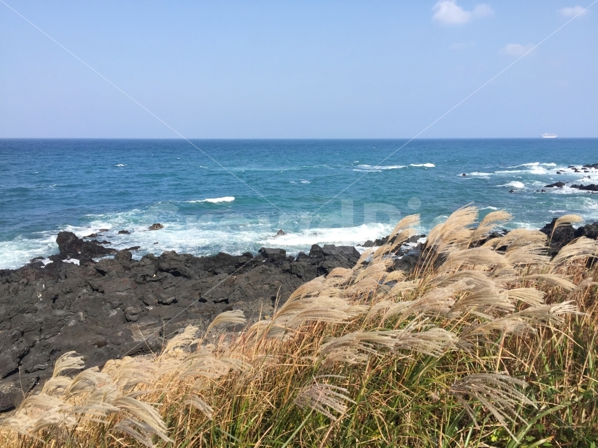 제주도,제주,억새,해안도로,바다,가을,가을바다,가을제주,가을여행,여행,파도,도두봉,도두해안,도두오름,자연,풍경,nature,landscape,가을,계절,fall,autumn,season,제주도,jeju,jeju island,promontory,곶,plant,식물,grass,잔디