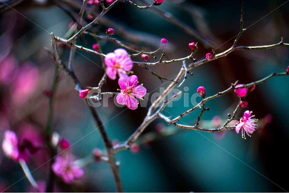 봄,통도사,자장매,홍매화,꽃,봄,계절,spring,season,식물,자연,plants,nature,꽃,flower,plant,geranium,제라늄,blossom