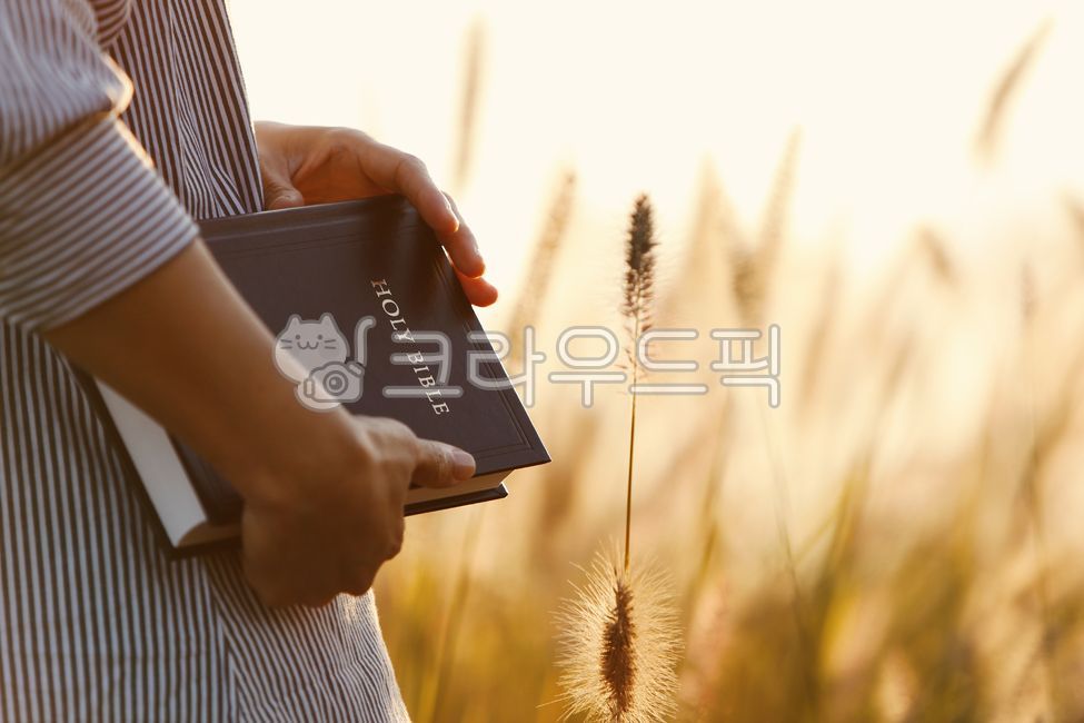 종교,성경책,기도,추수감사절,갈대,보리,보리밭,가을,햇살,빛,묵상,바람,십자가,예수그리스도,하나님,믿음,신앙,교회,거룩한,성당,기독교,천주교,노을,배경,복음,선교,예배,은혜,포교,실루엣,상징,성경,자연,예수님,크리스찬,기독교인,사람,붙잡다,손,책,희망,사명,소망,jesus,holybible