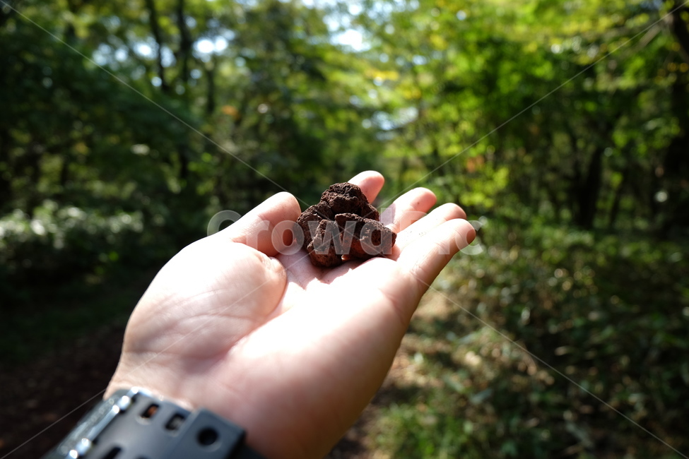 비자림,제주,제주도,비자,화강암,돌,jeju,나무,비자나무,햇살,그루터기