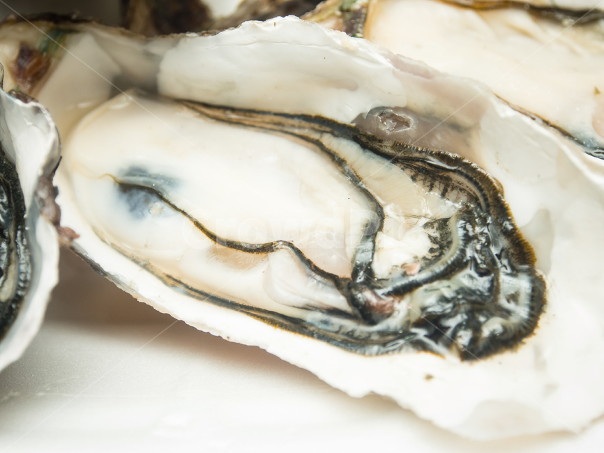 스시,횟집,해산물,굴,oyster,음식,식재료,요리,food,cook,meal,dishes,food reserves