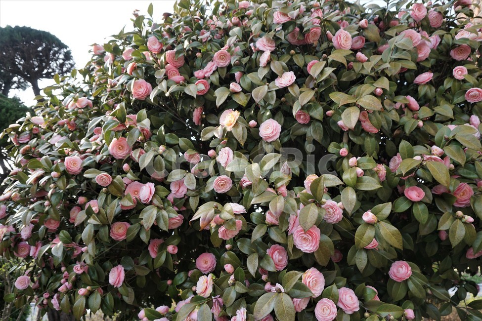 동백꽃,핑크색동백꽃,분홍동백꽃,특이한동백꽃,특이한꽃,꽃나무,자연,환경,풍성한꽃나무,특이한꽃나무,식물,자연,plants,nature,꽃,flower