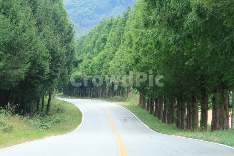 road,도로,길,한국,모래재,진안,메타세콰이아,가로수,가로수길,자연,풍경,nature,landscape