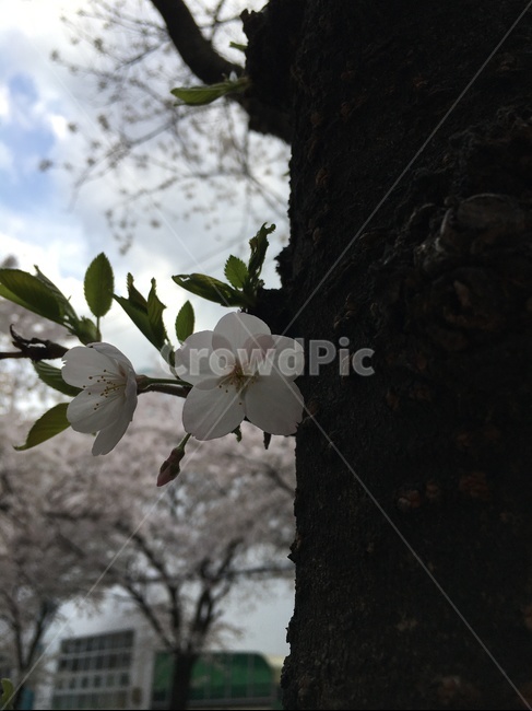 plant,식물,벚꽃,cherryblossom,sakura