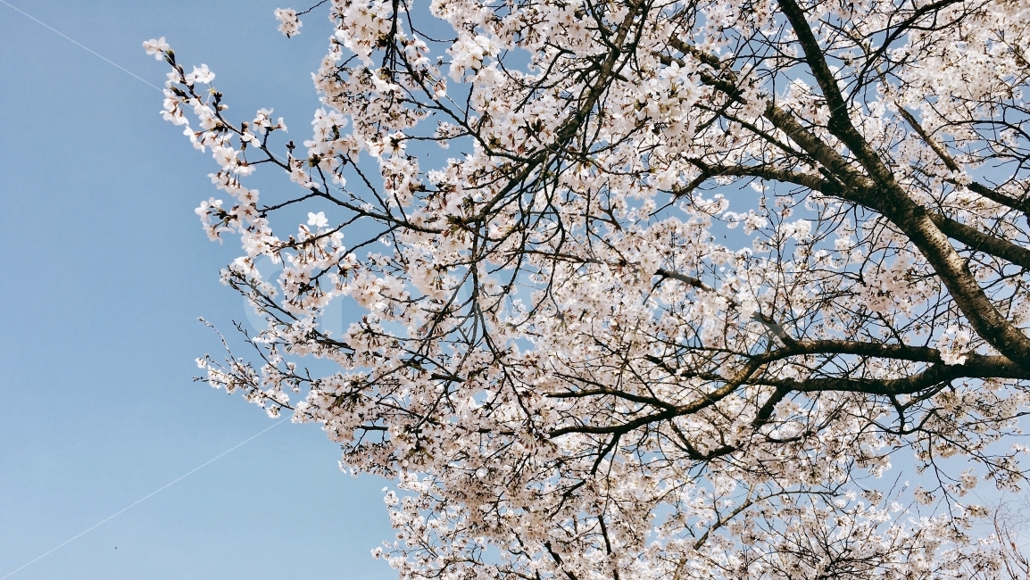 벚꽃,봄,감성사진,색감,사진,봄,계절,spring,season,식물,자연,plants,nature,꽃,flower,나무,trees,wood,plant,blossom,cherry blossom