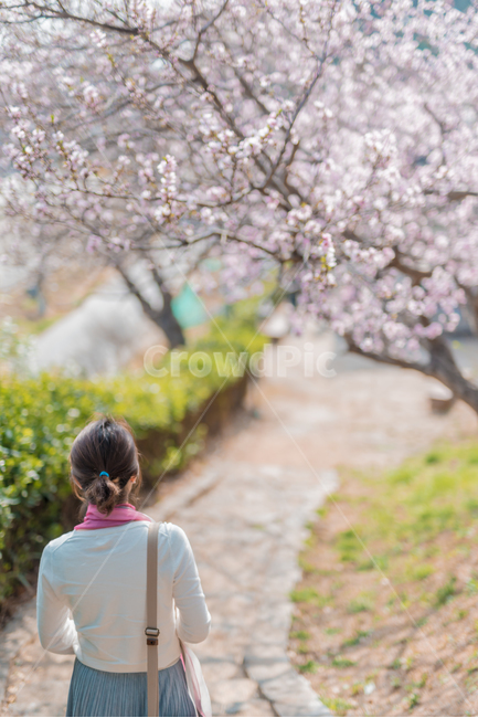 봄,벚꽃,벚꽃나무,blossom,뒷모습,꽃길