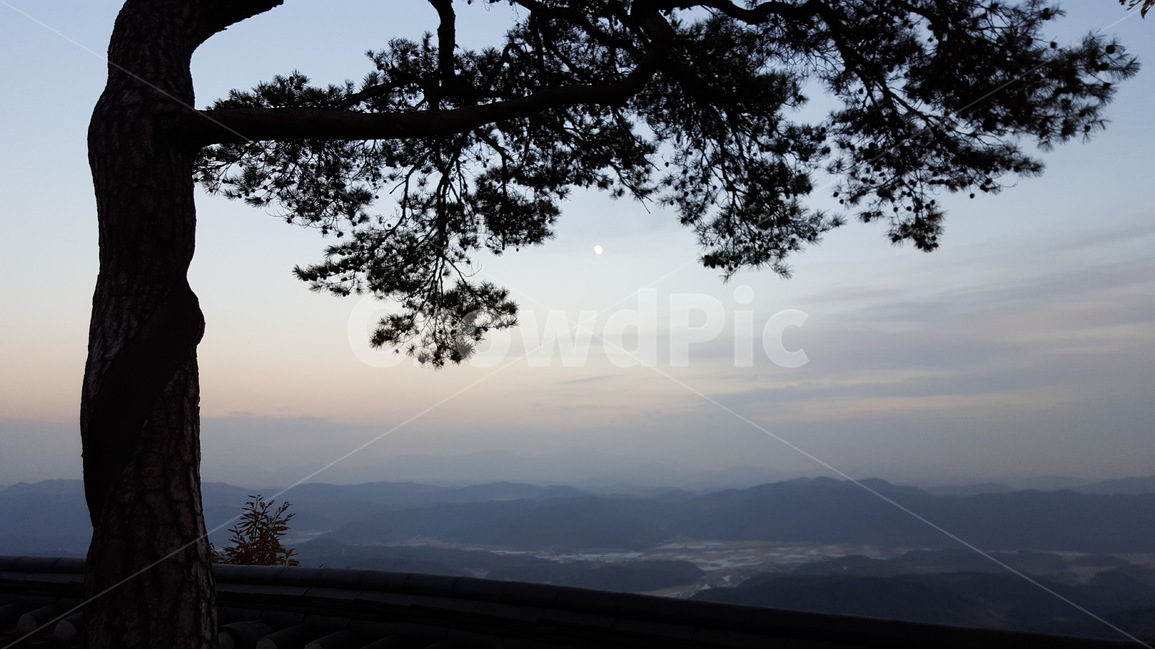 노을,소나무,저녁,달,석양,자연,풍경,nature,landscape,한국자연풍경,한국자연경관,korea nature landscape,실루엣,그림자,silhouette,shadow,outdoors,옥외