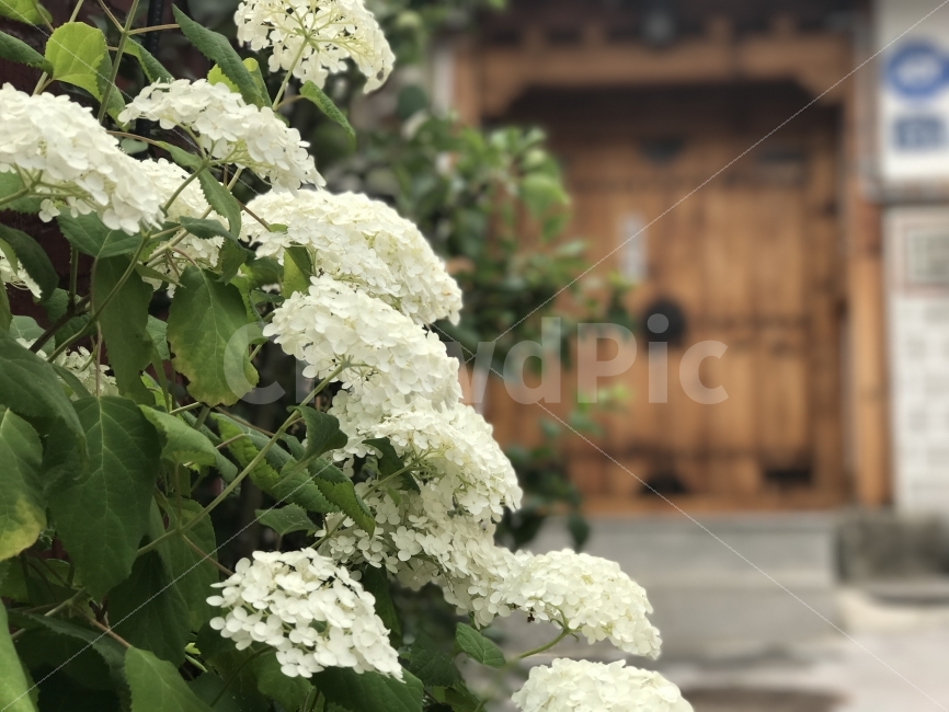꽃,수국,한옥,대문,북촌,한국전통,한국문화,korean traditional,korean culture,식물,자연,plants,nature,꽃,flower