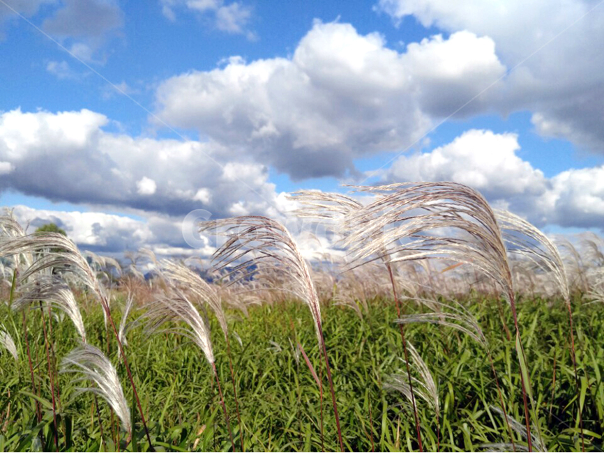 갈대숲,구름,하늘,교외풍경,바람,가을,계절,fall,autumn,season,자연,풍경,nature,landscape,식물,plants,grass,잔디,plant,lawn,reed,갈대