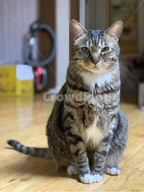 고양이,코숏,애완동물,고등어태비,집고양이,동물,animal,포유류,mammal,고양이,cat,kitten,kitty