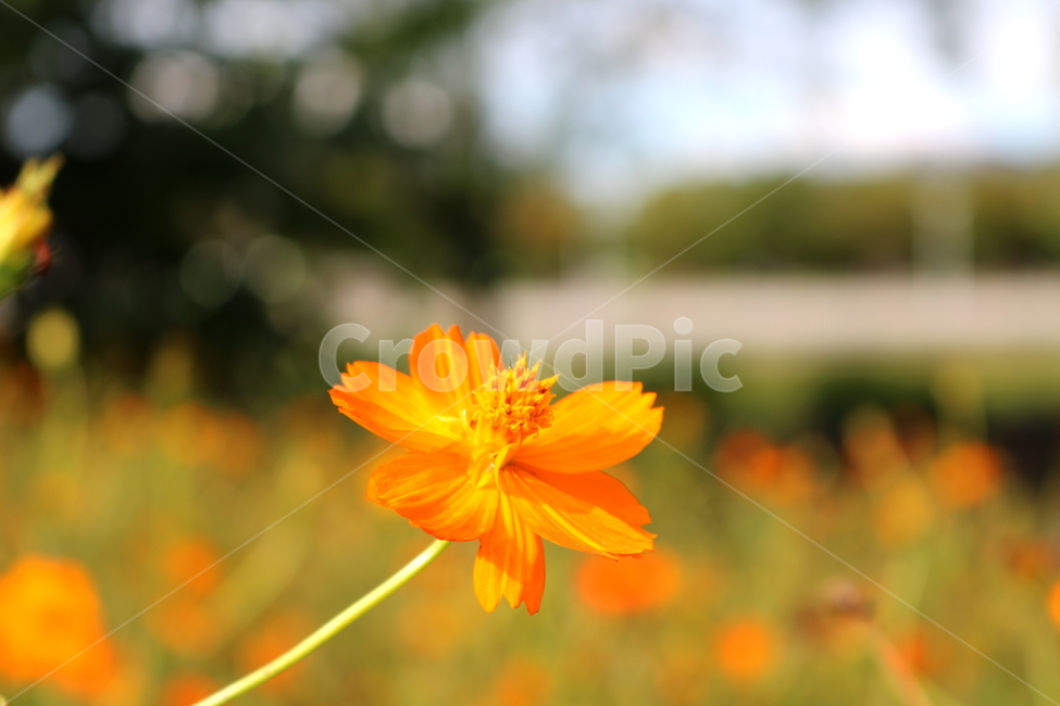 꽃,금계국,금계국꽃,국화,식물,국화과,야생화,자연,식물,자연,plants,nature,꽃,flower