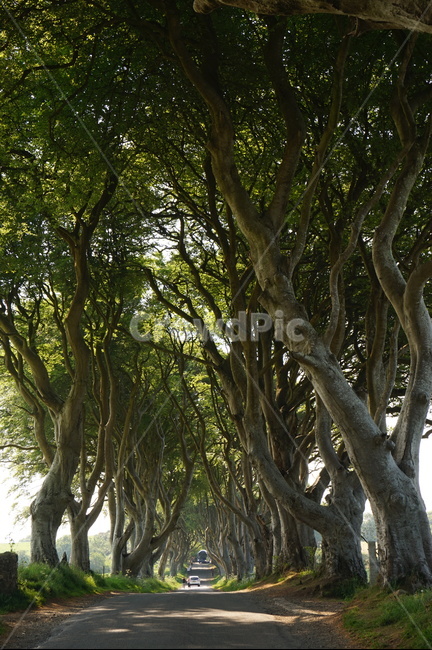 나무,숲,자연,배경,풍경,화면,숲속,웅장한,초록초록,왕의길,자연,풍경,nature,landscape,해외,외국,세계,foreign,oversea,world,세계자연풍경,해외자연풍경,외국자연풍경,world nature landscape,tree,plant,식물,tree trunk,나무 줄기