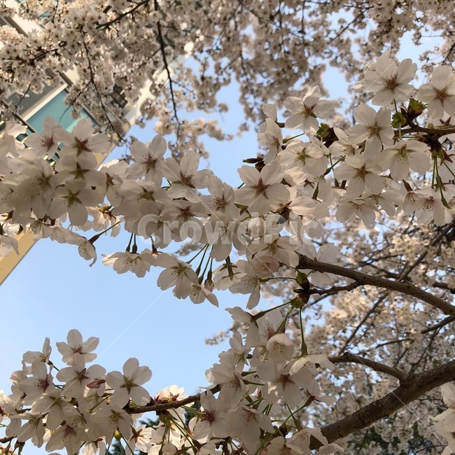 식물,plant,flower,꽃,cherryblossom,벚꽃,벚나무,벚꽃나무,풍경,자연,봄