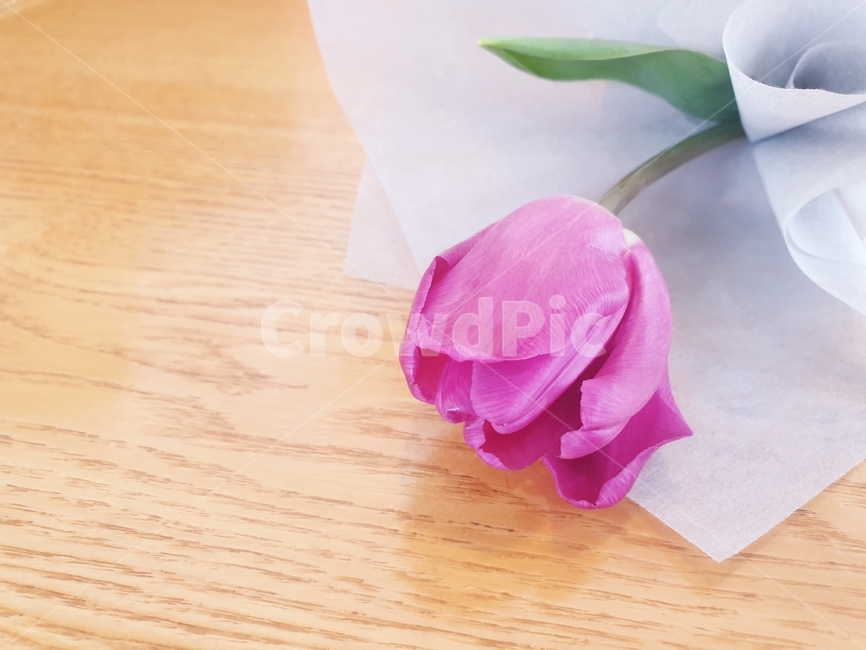 꽃,꽃한송이,꽃다발,분홍색꽃,축하,생일,졸업,꽃잎,flower,식물