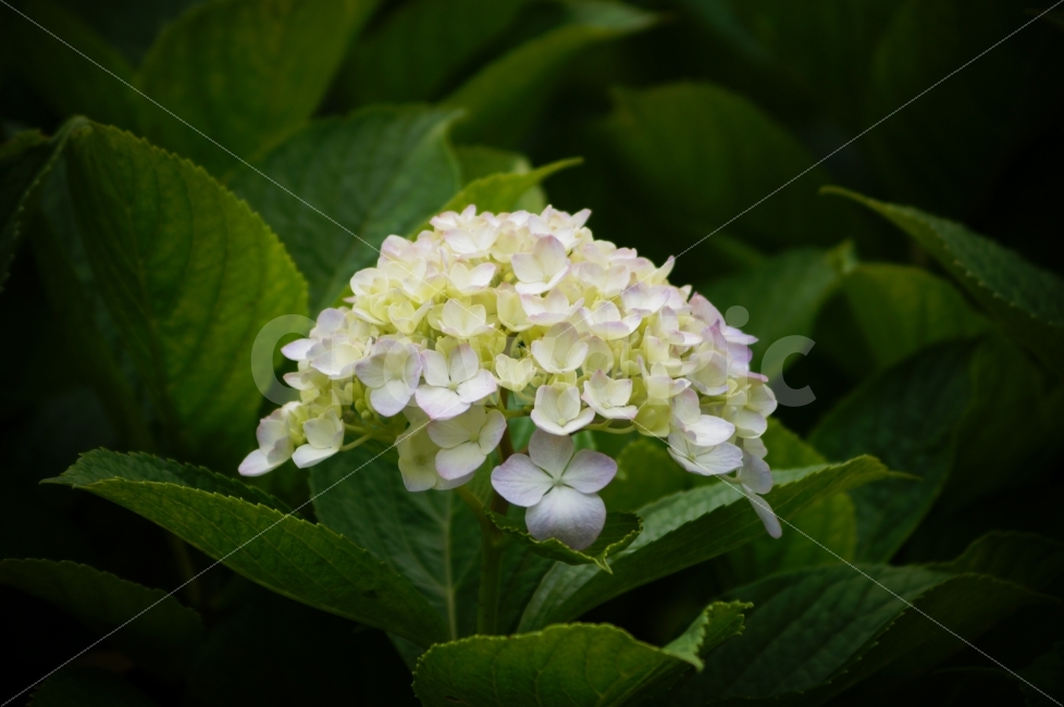 수국,거제수국,꽃,꽃사진,거제도,식물,자연,plants,nature,꽃,flower