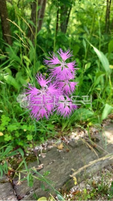 술패랭이꽃,석죽과,패랭이꽃속,longicalyx,purple,보라,flower,꽃,herbs,허브,vegetation,초목