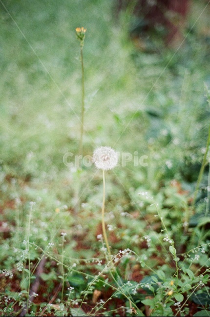 민들레,자연,풍경,꽃,필름사진,dandelion,nature,landscape,flower,filmphotography,필름,감성사진,필름카메라,film,filmcamera,풀,grass,무보정,식물,자연,plants,nature,꽃,flower