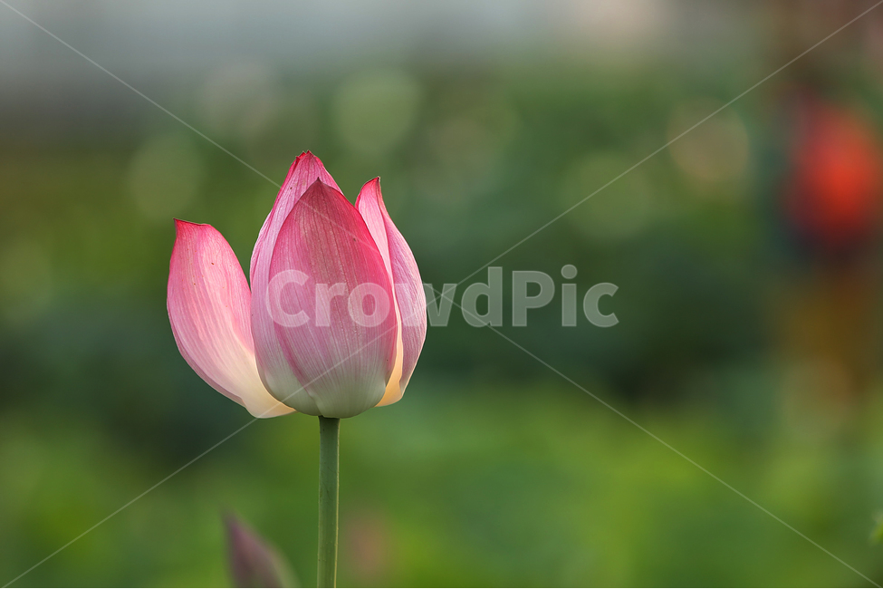 여름,수련,홍련,연꽃,관곡지,꽃,summer,flower,lotus,식물,자연,plants,nature,꽃,flower