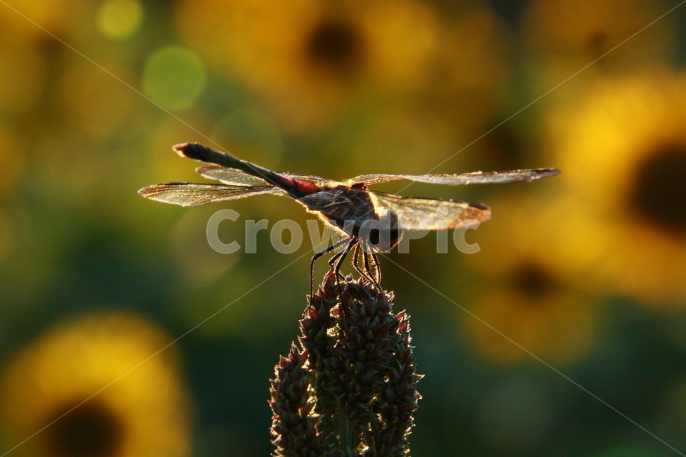잠자리,해바라기,꽃밭,노을,곤충,꽃,석양,풀밭,꽃잎,동물,animal,곤충,벌레,insect,bug
