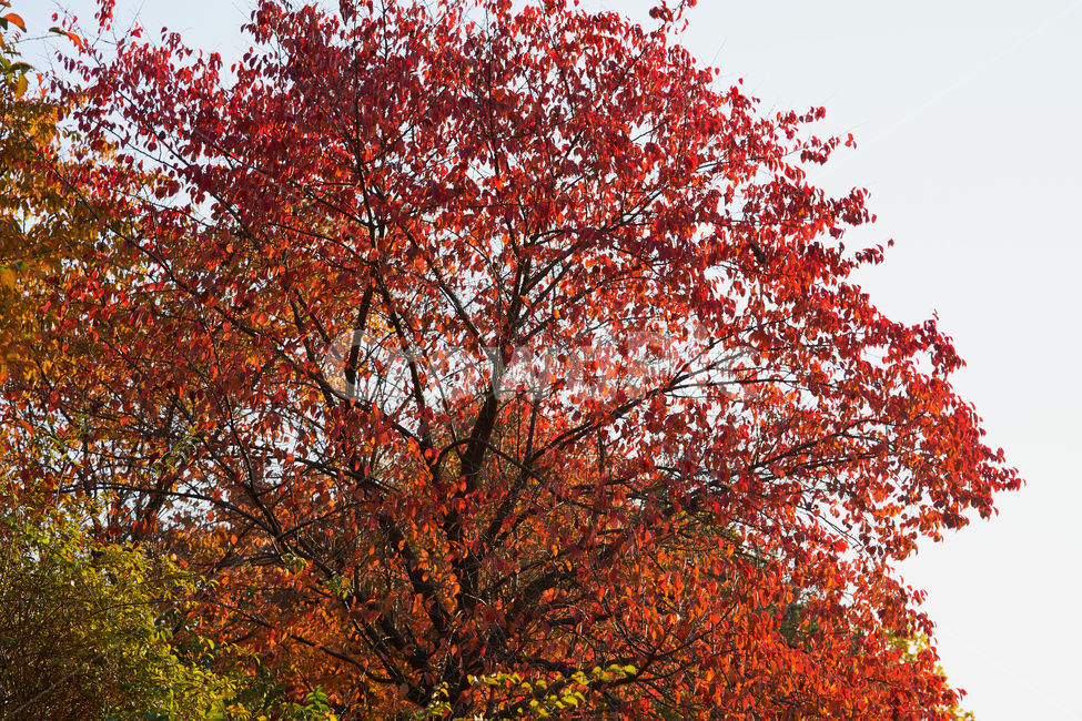 단풍,나무,tree,식물,maple,leaf,잎,red,가을,계절,fall,autumn,season
