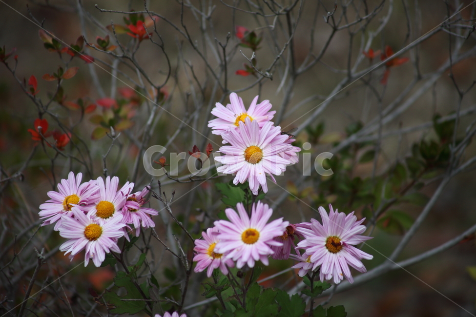 국화,식물,꽃,가을꽃,chrysanthemum,가을,계절,fall,autumn,season,식물,자연,plants,nature,꽃,flower,plant,daisies,데이지,blossom,daisy