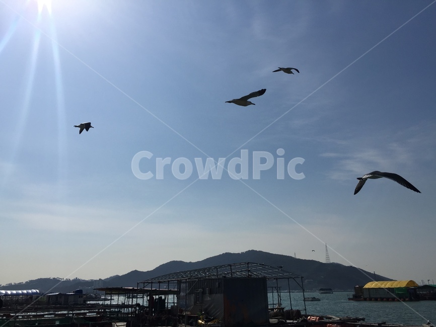 바닷가,갈매기,바다,바다갈매기,삼길포,동물,animal,조류,새,birds