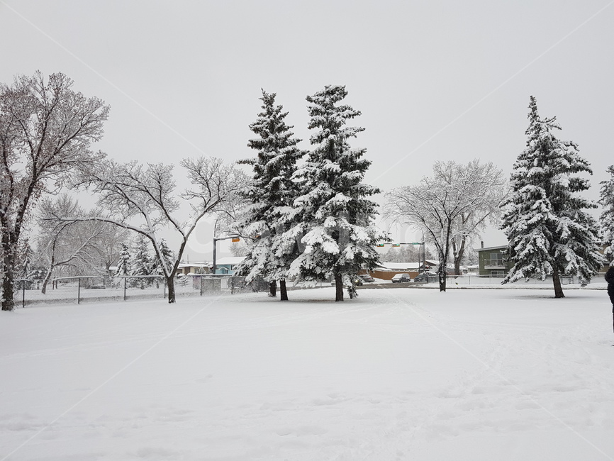 전나무,겨울,풍경,눈,tree,겨울,계절,winter,season,자연,풍경,nature,landscape