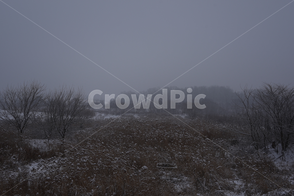 풍경,겨울,자연,들,나무,tree,winter,snow,배경,겨울,계절,winter,season,자연,풍경,nature,landscape