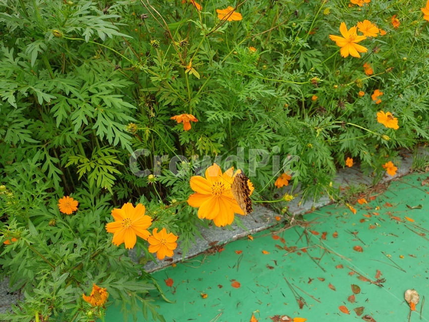 plant,flower,blossom,꽃,꽃잎,가을꽃,호랑나비,코스모스,주황꽃,예쁜꽃,가을,cosmos,butterfly,autumn,petal,식물,자연,plants,nature,꽃,flower