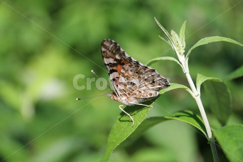 나비,자연,곤충,insect,식물,butterfly,풀,꽃,동물