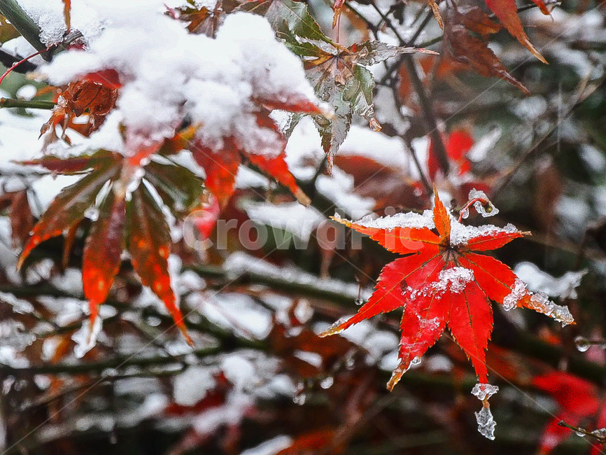 단풍,단풍잎,초겨울,겨울단풍,초겨울풍경,눈꽃,겨울,계절,winter,season