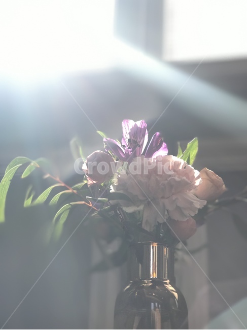 꽃,화병,햇살,봄날,아침햇살,실내용화초,화분,화초,house plant