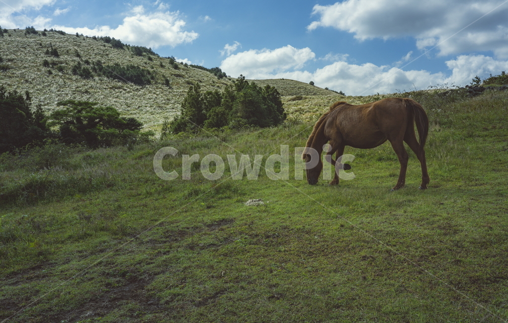 말,야생,야생마,동물,자유,mammal,포유류,horse,animal,nature,자연,outdoors,옥외,field,들,grassland,목초지,잔디,풀,동물,animal,포유류,mammal,목축업,목장,livestock farming,ranching,pasture
