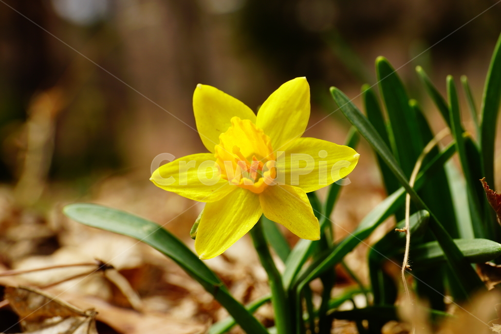 수선화,한국자연,꽃,꽃사진,플라워,flower,봄,봄꽃,spring,식물,plants,자연,nature,풍경,landscape,계절,season,snap,스냅,접사,macro,closeup,클로즈업,감성사진,감성,힐링,healing,느낌,feel,feeling,꽃밭,화단,나무,나뭇가지,tree,꽃봉오리,4월,April,봄,계절,spring,season,식물,자연,plants,nature,꽃,flower,plant,blossom