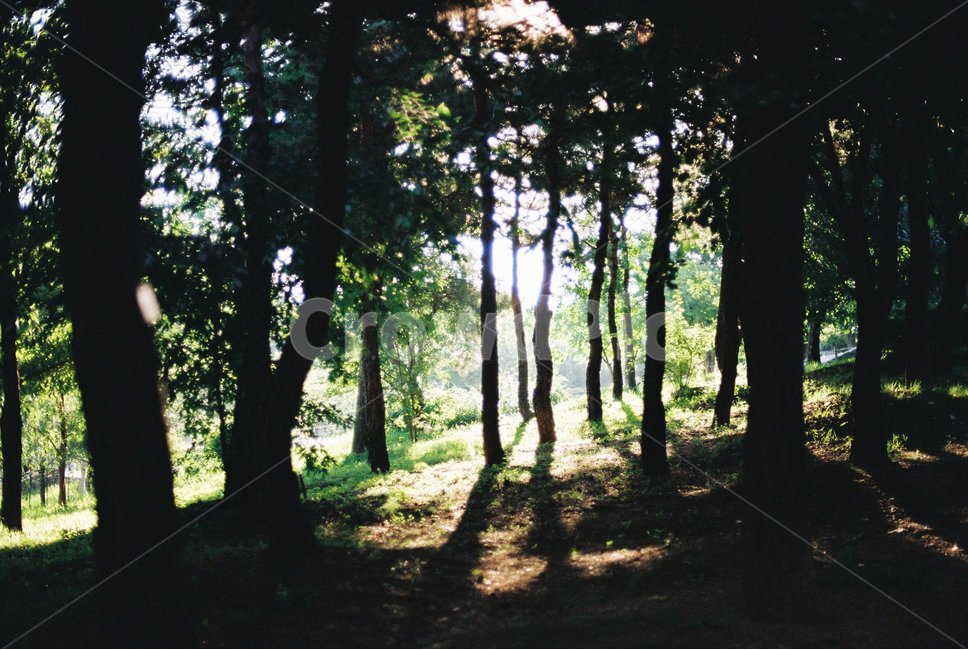 나무,숲,자연,풍경,숲속,숲길,삼림,자연,풍경,nature,landscape,휴식,힐링,rest,relaxation,healing,vegetation,초목,plant,식물,woodland,삼림지,forest,숲,land,땅,outdoors,옥외,tree,나무,grove,작은 숲