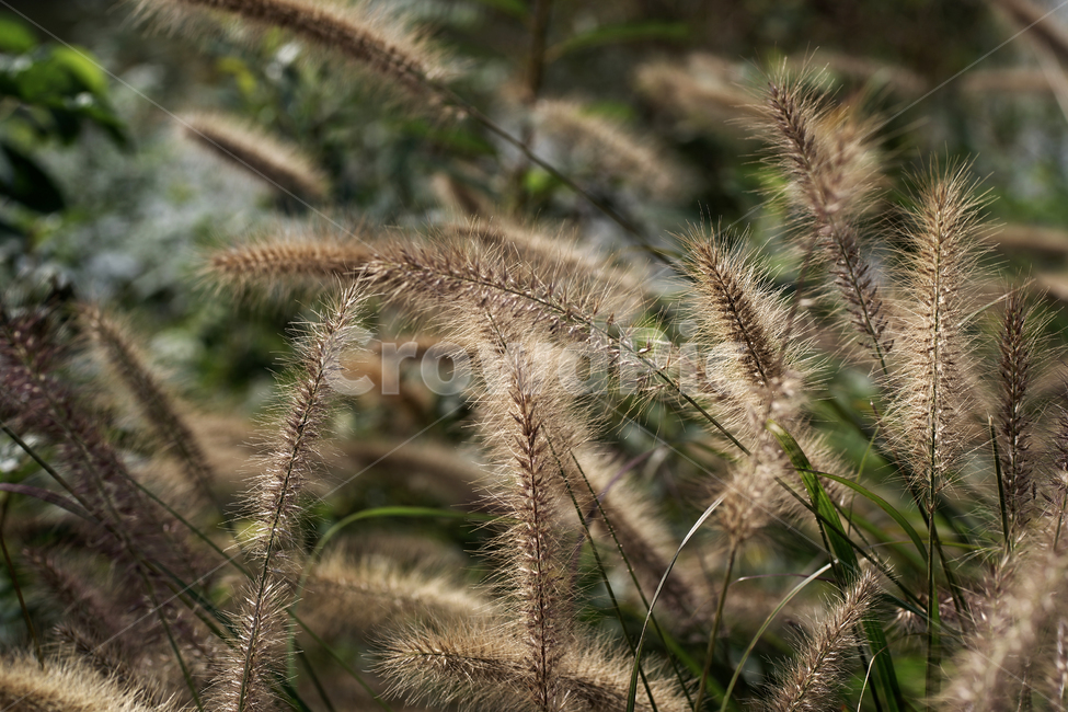 수크령,길갱이,가을,계절,벼과,다년생초본,조경식물,식물,자연,plants,nature