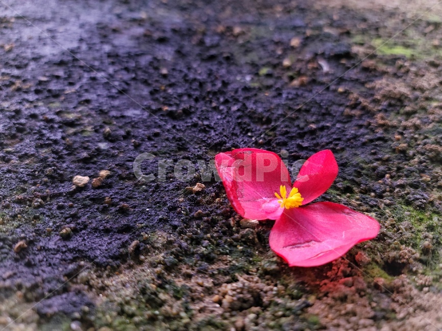 ground,바닥,blossom,꽃잎,flower,꽃,plant
