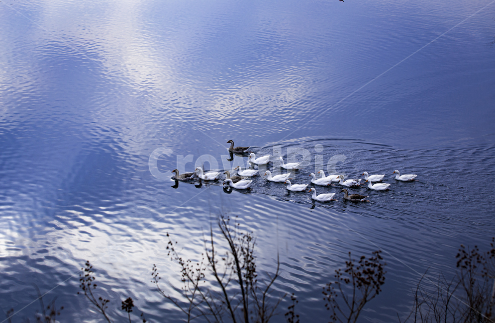 water,물,거위,거위가족,대청호,대청호풍경,호수,lake,goose,추동,새,bird,대청호거위,리스까페