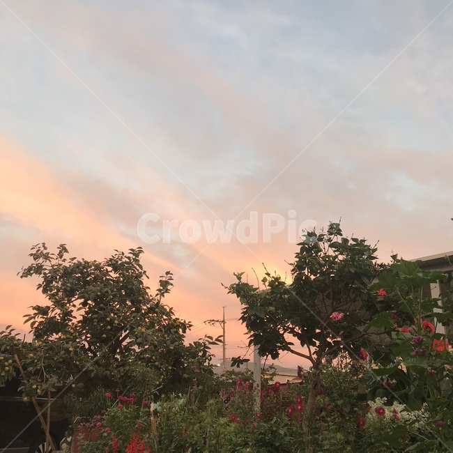 정원,꽃,식물,flower,plant