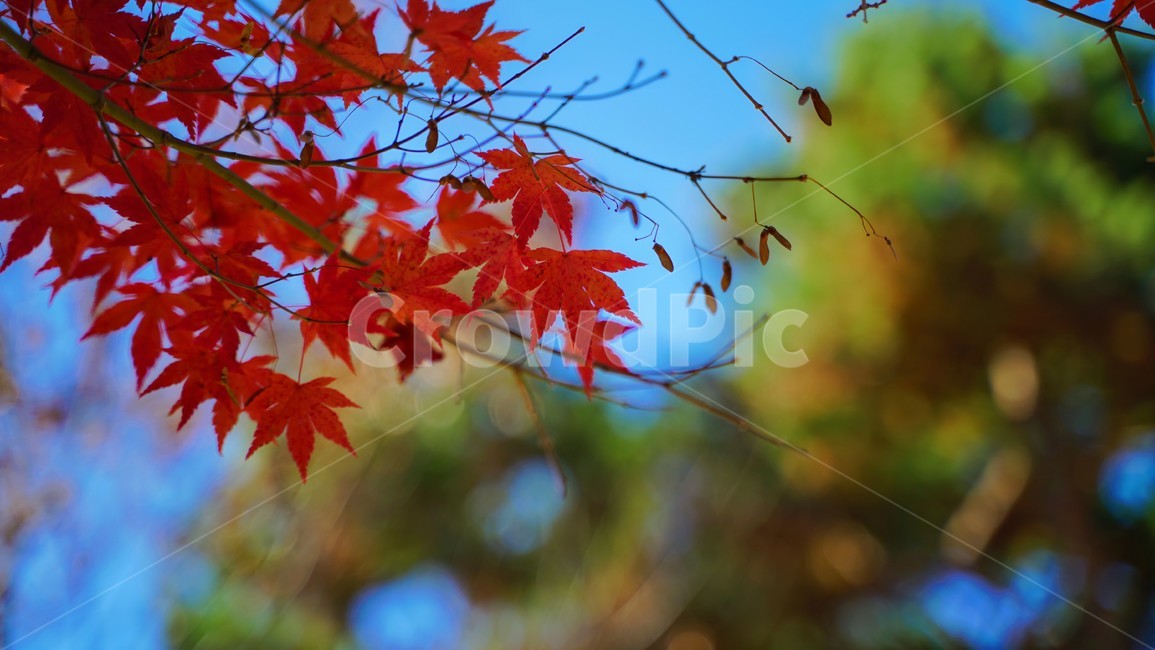 단풍,가을,나무,plant,leaf,잎,tree,가을,계절,fall,autumn,season