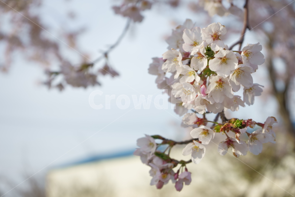 꽃,flower,벚꽃,cherryblossom,식물,봄
