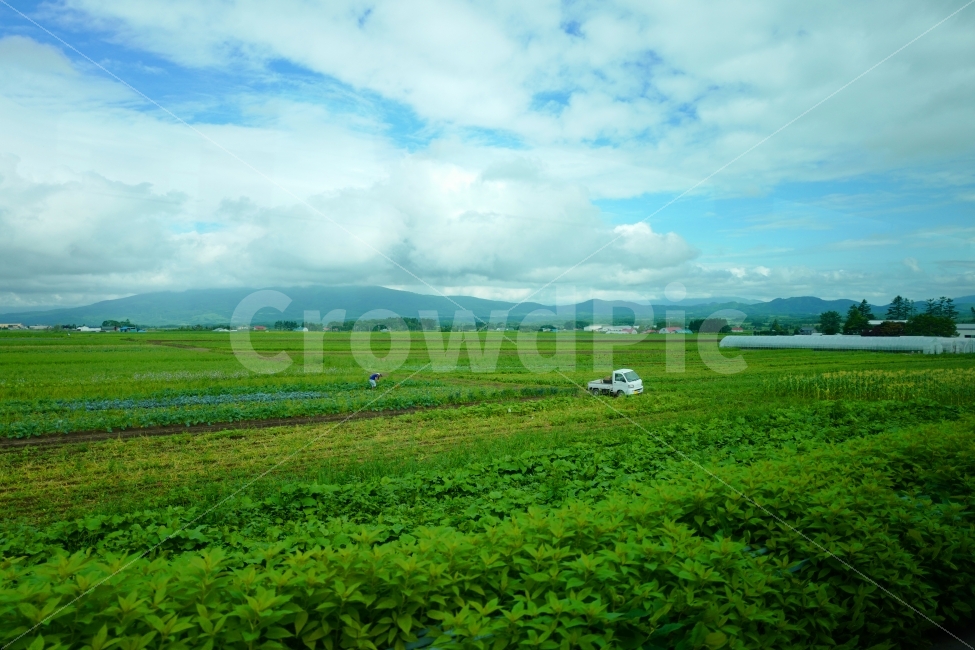 시골풍경,농촌풍경,들판,농작물,시골,곡식,풍경,자연,풍경,nature,landscape,시골,마을,country,rural,town,산업,industry,industrial,농업,농사,agriculture,farming,farming industry,outdoors,옥외,field,들,grassland,목초지